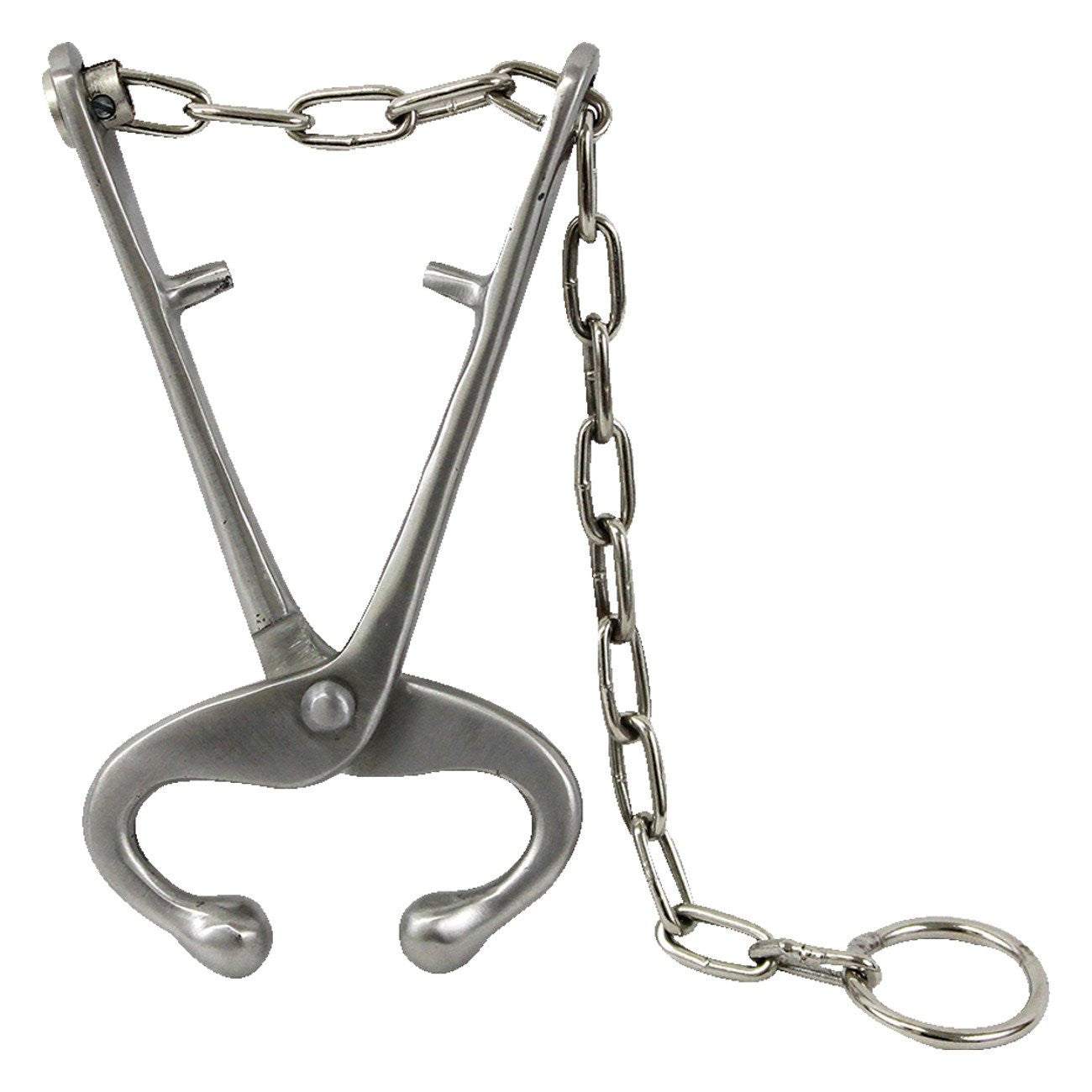 Sharpvet bull lead with chain