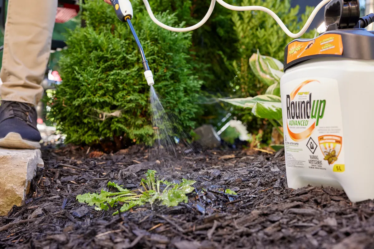 Roundup Pump N Go sprayer being used along a walkway