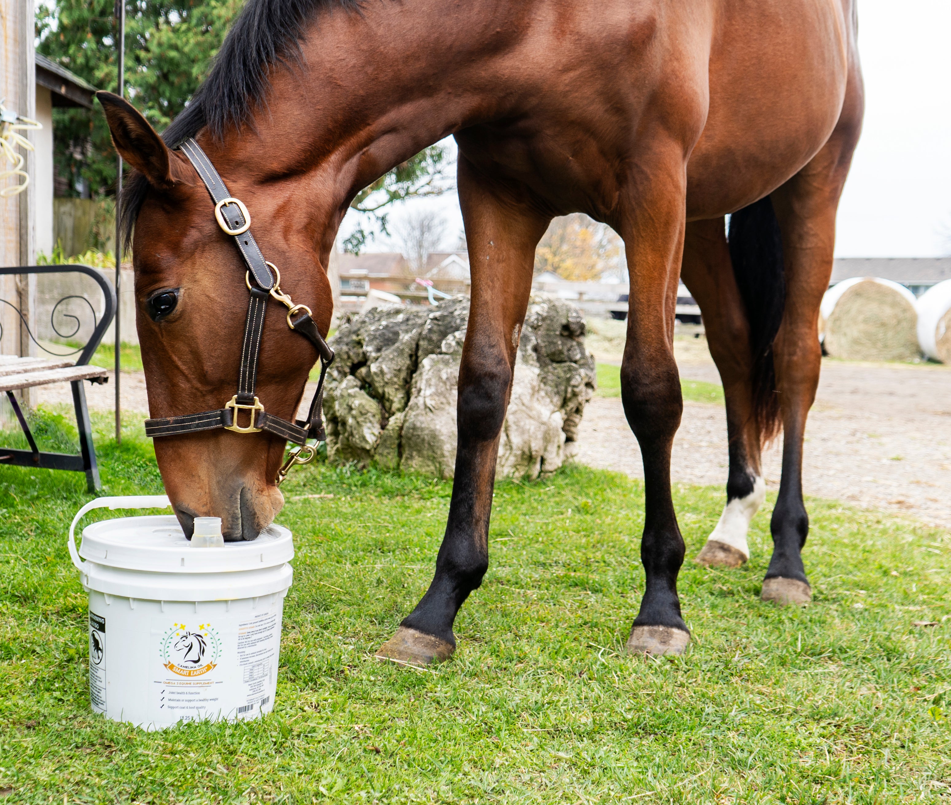 Bay horse sniffing a pail of Smart Earth Camelina Oil in a paddock