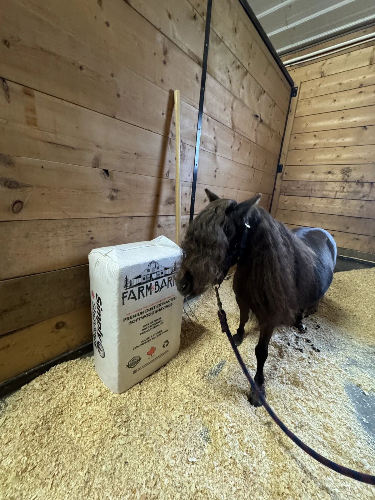 Horse standing on shavings bedding beside a Farm & Barn softwood shavings bag