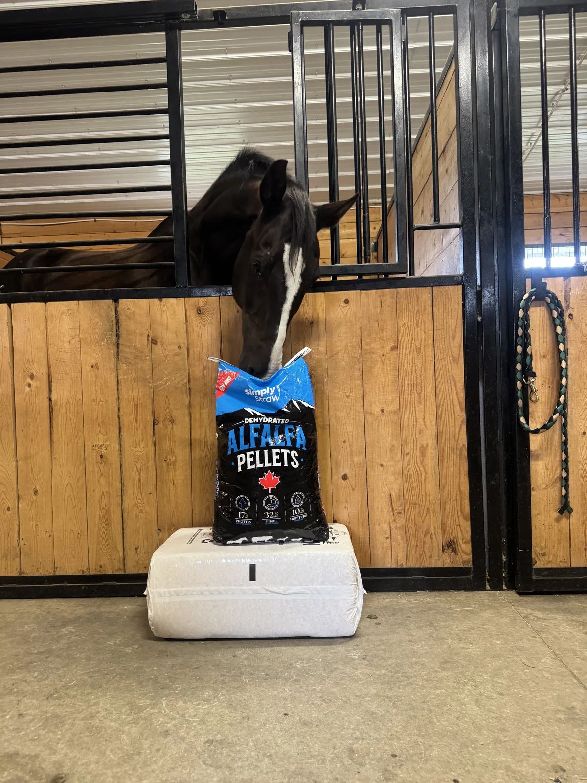 Simply Straw Dehydrated Alfalfa Pellets 20 kg bag beside a stall feeder with a horse looking over the gate