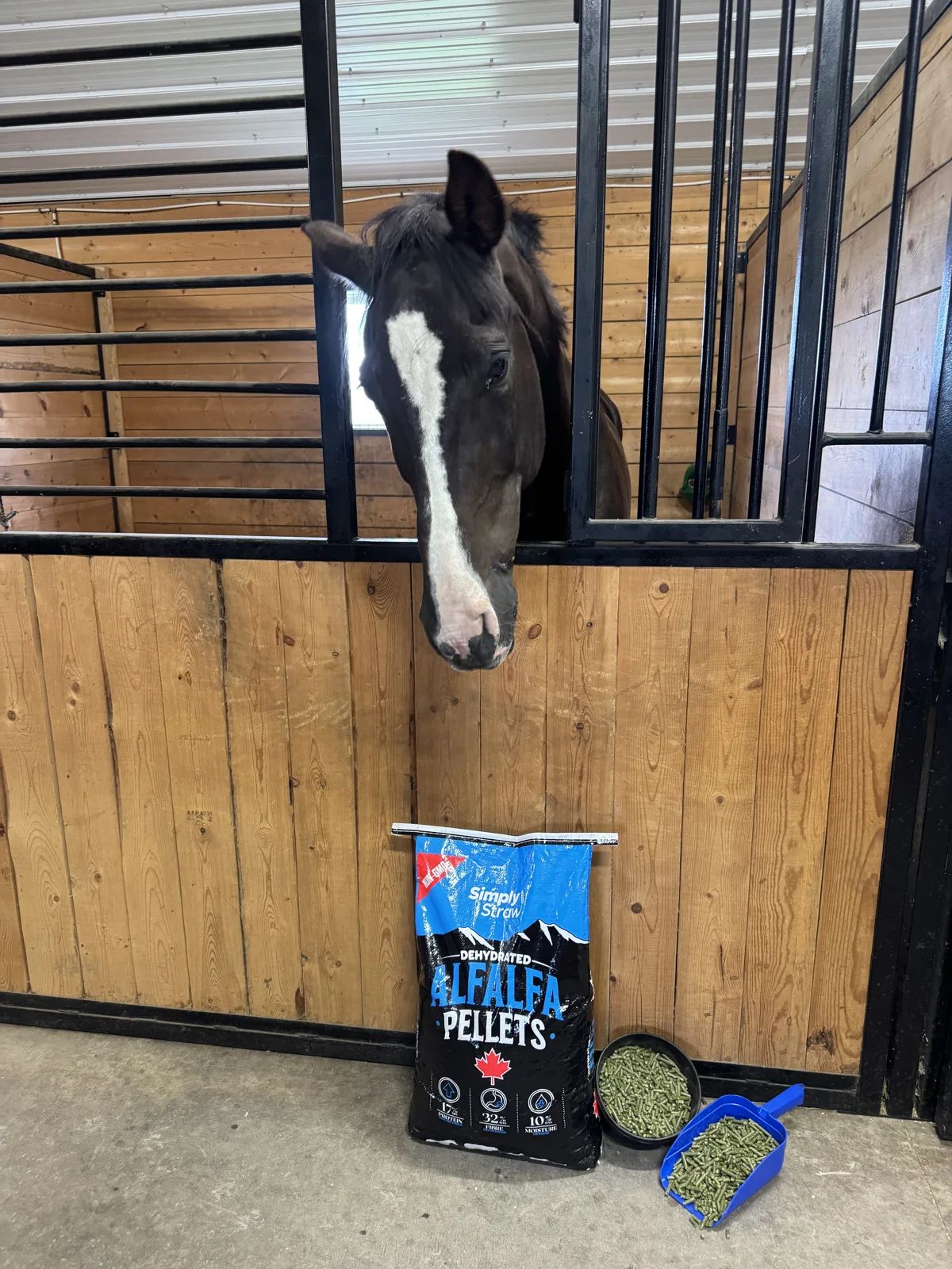 Simply Straw alfalfa pellets 20 kg bag on a stall floor with a horse at the gate