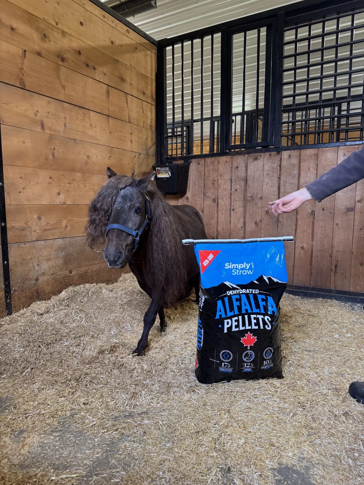 Horse feeding beside a Simply Straw alfalfa pellets 20 kg bag in a bedded stall