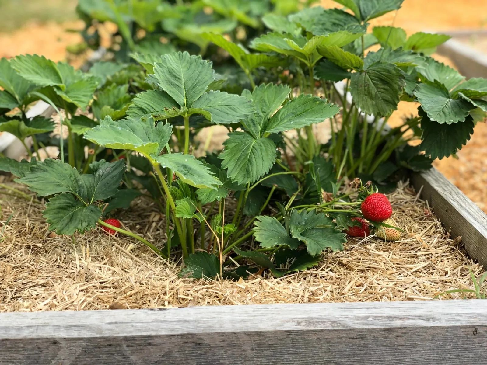 Wheat straw mulch spread around strawberry plants in a raised garden bed