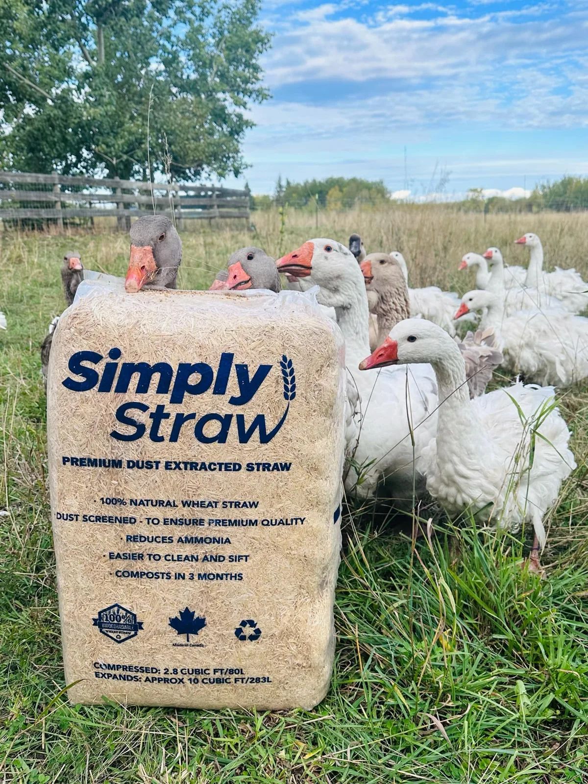 Simply Straw 80 L wheat straw bale standing in a pasture with a flock of geese