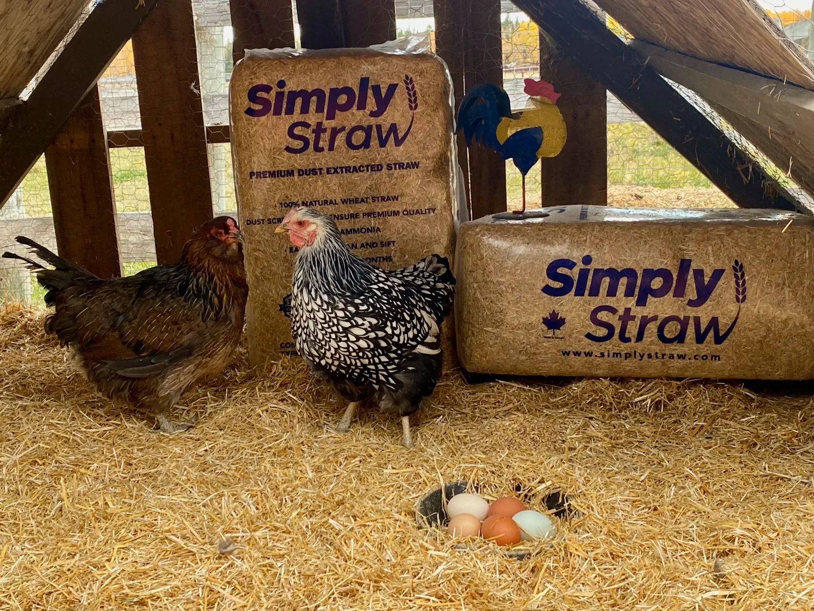 Hens and eggs on Simply Straw wheat straw bedding beside two bales in a coop